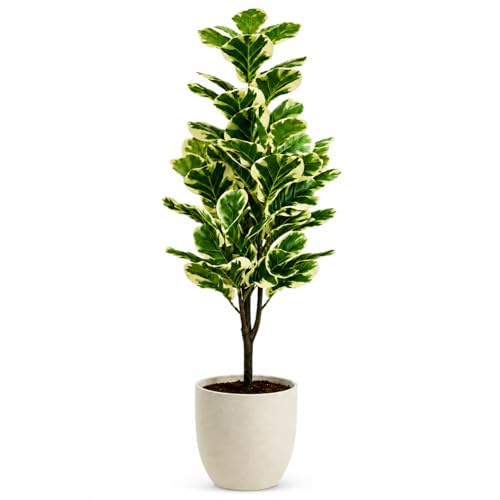 edihome, Planta Artificial Grande, Ficus Artificial 120 cm, Decorativas, Árbol, Decoración Hogar, para Interior, Oficina, Hoteles, Eventos – Planta Realista (Ficus Lyrata, 120)