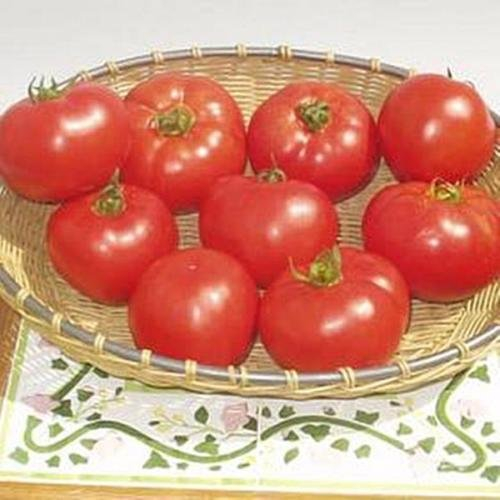 10 Samen Tomatensamen Amelia