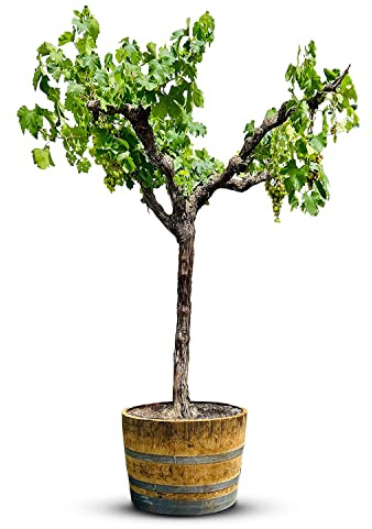 Tropictrees Vigne - Vitis Vinifera | Vigne demi-tige d'une hauteur de 170 cm et d'une circonférence de 18-22 cm | livrée dans un tonneau à vin en bois