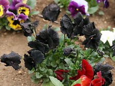 700 mg Nero Pensamiento Semi di Fiore Viola Pensamientos Cristalli 500+ Semi Sfusi