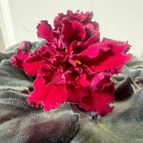 usambaraveilchen pflanze samen gartenblumen, zimmerpflanzen samen usambaraveilchen samen bodendecker winterhart mehrjährig kräuterpflanzen, blumensamen balkon bonsai samen, 500pcs