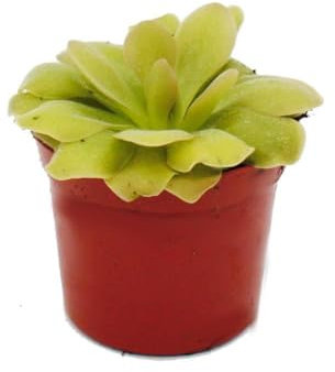 Exotenherz Fleischfressende Pflanze - Fettkraut - Pinguicula Weser - 9cm Topf