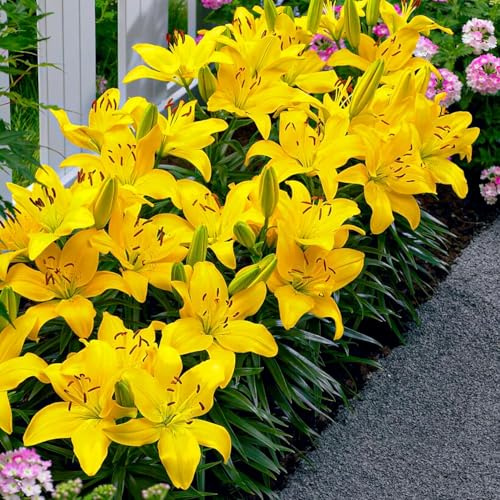 Bulbi Fiori Perenni da Esterno - 10 Bulbi di Giglio da Bordura Giallo - Piante e Fiori Esclusivi dall’Olanda - per giardino e vaso (grandi bulbi, non semi, non artificiali)