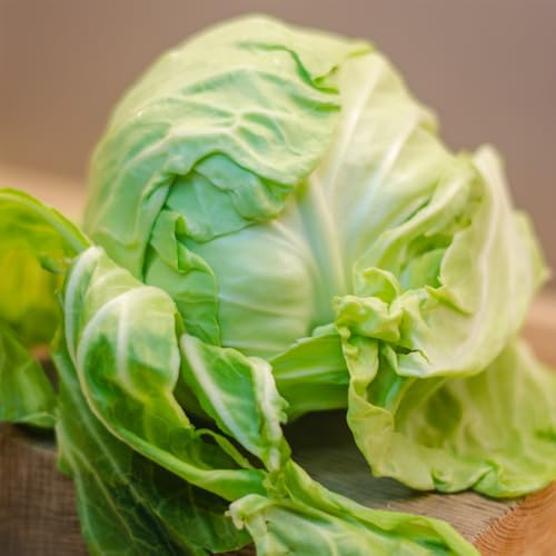 semillas de lechuga iceberg resistentes en lechuga iceberg fresca de verdes de interior Comprar de invierno 2000pcs