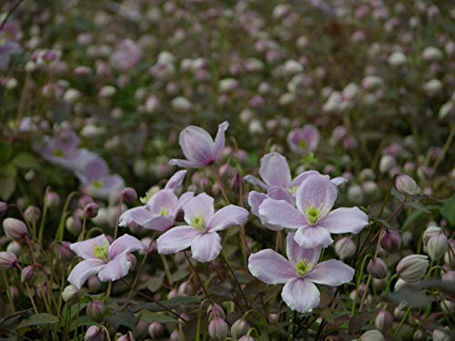 Clématite Montana Mayleen C 6 Litres