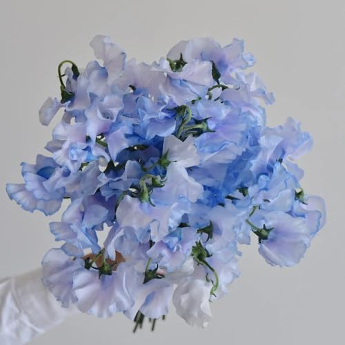 guisante de olor Semillas de cobertura del suelo, resistentes al invierno, guisantes dulces ornamentales lugares soleados, pradera decorativas 800semillas