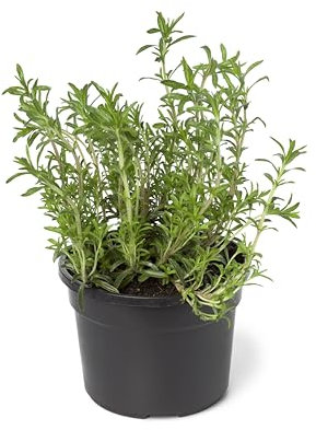 Sachet de graines de Sarriette annuelle - Sachet de 2 grammes - Graines de style