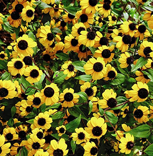 Sanvitalia procumbens ‘Yellow With Black Eye’ Creeping Zinnia Sunflower-Like Blooms Half-Hardy Annual Garden Flower Plant Easy to Grow Your Own 1x Seed Packet (Approx. 50 Seeds) by Thompson and Morgan