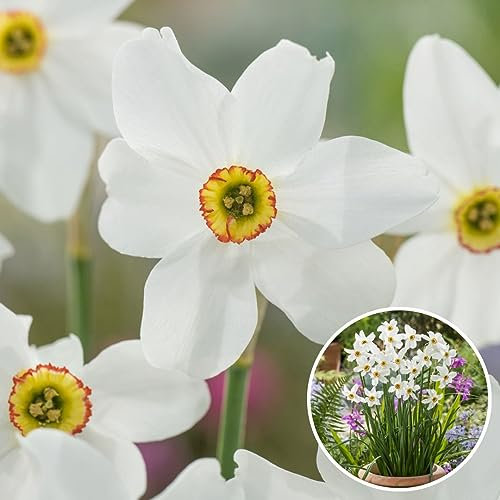 Plant in a Box - Narcissus Recurvus - Set de 30 - Bulbes de Jonquille - Bulbes de fleurs vivaces résistantes au froid pour le jardin, la terrasse ou le balcon
