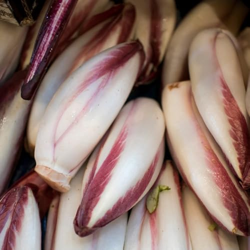 Semi di cicoria biologici, semi di radicchio Cichorium intybus, semi di orto sul balcone Le perenni sono 200pcs