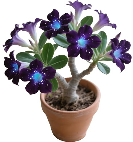 Die Wüstenrosen - (Adenium) Winterharte mehrjährige，Seltene Rosen，Einfach zu Pflegen，Schnelles Wachstum-mit Auffälligen Blüten (C, 1 Knolle)