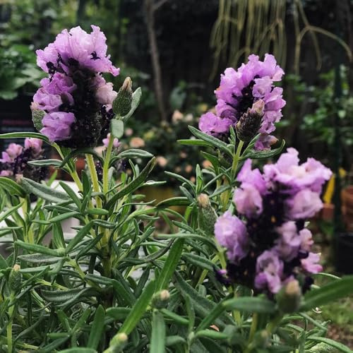 Semillas de lavanda orgánicas, lavandula angustifolia, decoración de jardín para exteriores, lavanda, perenne resistente para 70pcs