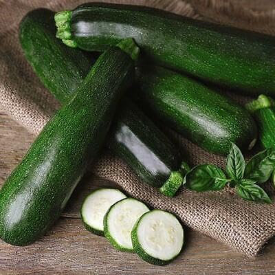 Buy4seeds 40 Seeds Courgette Black Beauty Dark Fog Zucchini Useful Easy for Grow Garden