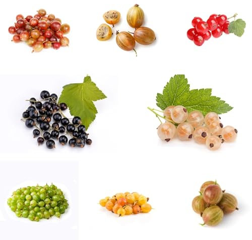 johannisbeeren samen, johannisbeerstrauch pflanzen deko gartenpflanzen stachelbeeren pflanzen alte sorten saatgut obst frisch bio saatgut seltene pflanzen winterharte stauden garten 125pcs