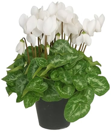 Ciclamino Bianco in Vaso | Pianta Ornamentale da Interno ed Esterno | Fiore Autunnale e Invernale, Resistente e Decorativo, Idea Regalo per la Casa o il Giardino | 1 Pianta