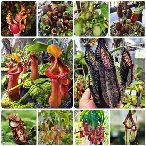 NepenthesSamen, Nepenthes mirabilis, balkon winterhart Fleischfressende Kannenpflanze, pflanzensamen zimmerpflanzen fleischfressende bio 150pcs