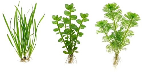 Set 3 Piante Vere Acquario: Vallisneria, Bacopa, Cabomba - Kit Piante Vive per Pesci d'Acqua Dolce, Facili da Coltivare e Ideali per Principianti in Ogni Acquario