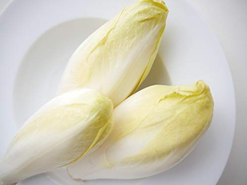 Endive Seeds “Witloof Chicory” - Traditional Root and Leaf Chicory | aka 'Belgian Endive' | Chichorium intybus | Heirloom Seeds by Liliana's Garden |