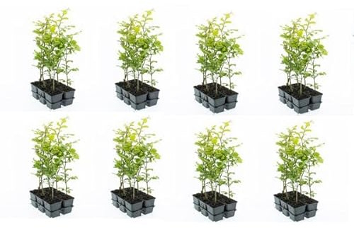 48 Stück Rotbuche Fagus sylvatica 40-60 cm – Laubbaum & Heckenpflanze im Topf gewachsen – winterhart, schnittverträglich, dichter Sichtschutz, ideal für Hecken & Einzelstellung