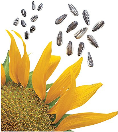 Burpee Super Snack Sunflower Seeds 50 seeds
