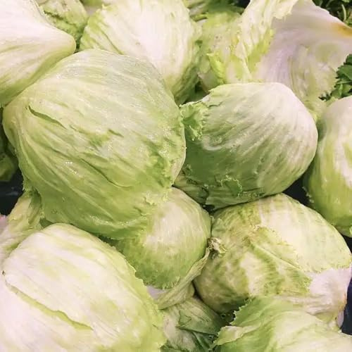 semi di lattuga iceberg di vecchie varietà freschi di lattuga iceberg biologici di invernali da appartamento esotiche 800pcs