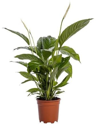 Einblatt – Spathiphyllum Bingo Cupido – Zimmerpflanze – Ø19cm – 80cm – Friedenslilie mit weißen Blüten – Pflegeleichte & luftreinigende Grünpflanze