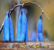 Blau Wurst Obst Strauch, Decaisnea fargesii, 5 Samen (Fast, Fall-Farben)