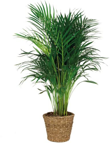 Bloomique - Dypsis lutescens - Palmera areca - Planta de interior - Purificadora del aire - Apta para mascotas - 100-110 cm - Cesta de ratán 21 cm