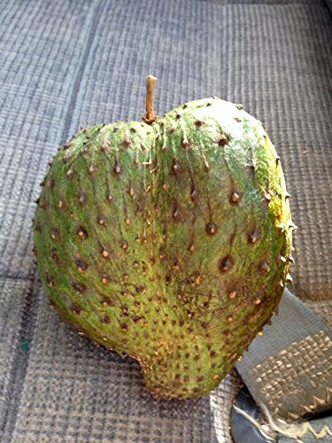 100 semillas de guanábana fruta tropical Curación del árbol del té hecho de las hojas