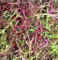 500 Seeds Semi di senape Mizuna Red striature giardino