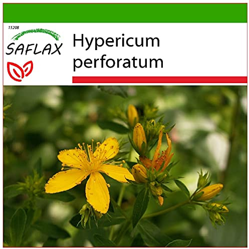 SAFLAX - Hierba de San Juan - 300 semillas - Con sustrato estéril para cultivo - Hypericum perforatum