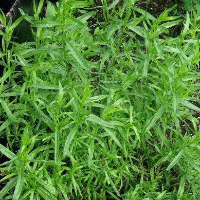 Plant World Seeds - Herb Russian Tarragon Seeds (Herb Seeds)