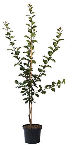 Lippische Eierpflaume robuste gelbe Pflaume Pflaumenbusch 150-170 cm 10 Liter Topf St.Julien A