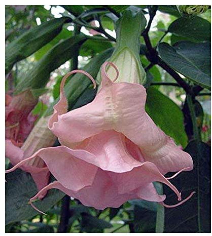 Brugmansia Ecuador Pink - Engelstrompete - 5 Samen