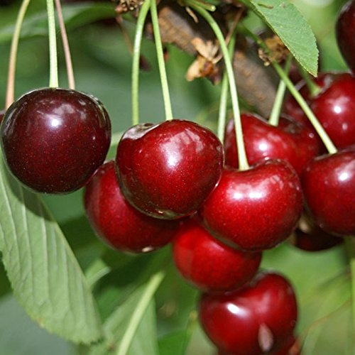 Schneiders Späte Knorpelkirsche Kirschbaum Buschbaum 110-140 cm 10 Liter Topf Unterlage: F12/I