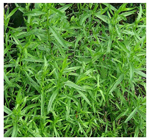 PREMIER SEEDS DIRECT - Tarragon - Russian - Artemisia Dracunculus - 6000 Seeds
