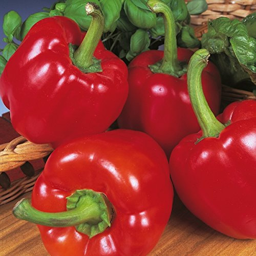 Sweet Pepper 'Beauty Bell F1' Pack Kings Vegetable Seeds Garden Seed