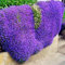 lamphle 300 Unids Garden Ground Cover Alfombra Flor Perenne Planta Decoración Rock Berro Semillas Flor Fruta Árbol Vegetal Semillas Púrpura Ligera Semillas de Berro