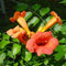 Campsis Radicans - Trompetenblume 50-60 cm Pflanzcontainer
