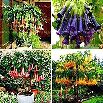 Potseed Samen Keimung: 5: 100 Stück Blumensamen Seltene Blumensamen Topfpflanzen Engelstrompeten Bons