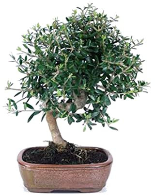 DECOALIVE Bonsái Aceituno Planta Natural de Interior y Exterior