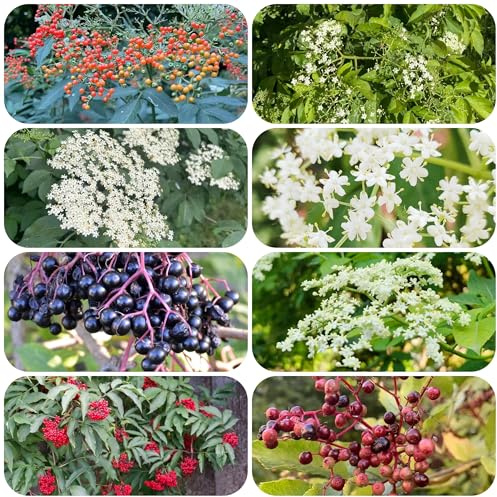 Árbol de semillas de saúco semillas de jardín Plantas medicinales plantas resistentes para el jardín jardín de rocas plantas perennes resistentes flores de saúco árbol 800pcs