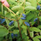 You Garden - 3 x Honeyberry Plant Lonicera Kamschatica 'Balalaika' in a 9cm Pot - Fruit Trees for Gardens and Patios Supplied as 3 x Established Plant in Pot