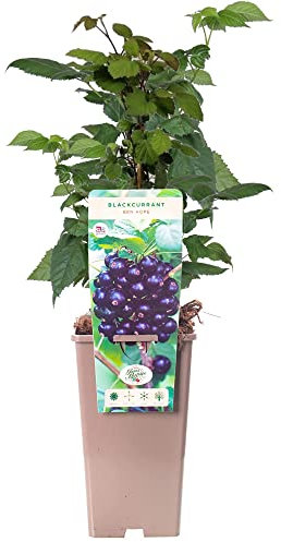 Blackcurrant Ribes Ben Hope | Delicious Fruit Plant Shrub | 30-50cm Potted