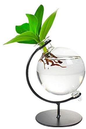 Clusia Sfera - Pianta Idroponica - in Vaso di Vetro - Pianta Vera da Interno, Coltivata in Idrocoltura