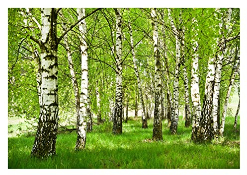 WallArena - Vlies Fototapete Wald Birken Birkenwald Bäume Sonne Landschaft 416x254 cm - Fototapeten - Tapeten - für Wohnzimmer Schlafzimmer - Vliestapete Wandtapete Tapete 3D Effekt- inkl. Kleister