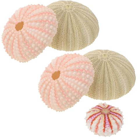 Milisten 5pièces Pot De Fleurs Oursin Coquille Oursin Décorative Conteneur De Fleurs pour Bonsaï Pot Créatif pour Jardin Intérieur Coquille Naturelle pour Décoration De Maison