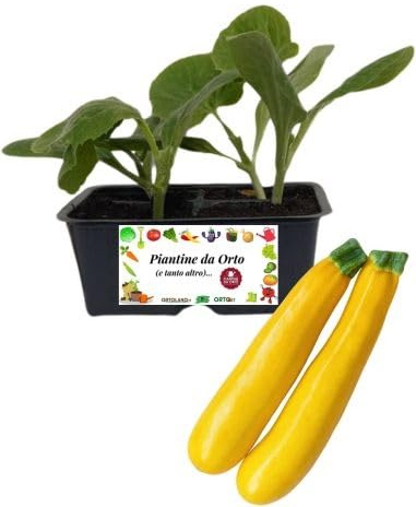 P. Piantine da Orto | Zucchino Giallo, Pianta da Orto o Balcone Pronta al Trapianto, Kit da 4 Piantine, Pianta Vera da Esterno, Vivaio Italiano