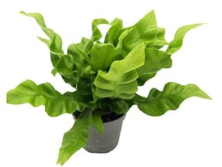 Helecho Natural Asplenium Planta Premium para tu Hogar