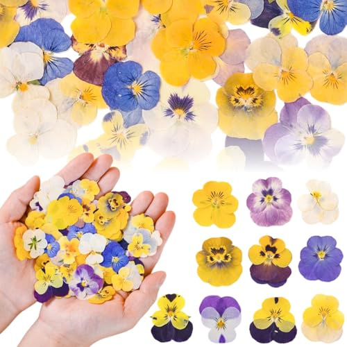 Celblisora 100 fiori commestibili essiccati naturali pressati per decorazione torte, mix di viola tricolore, per decorazioni per cupcake, cocktail, gioielli in resina, artigianato fai da te